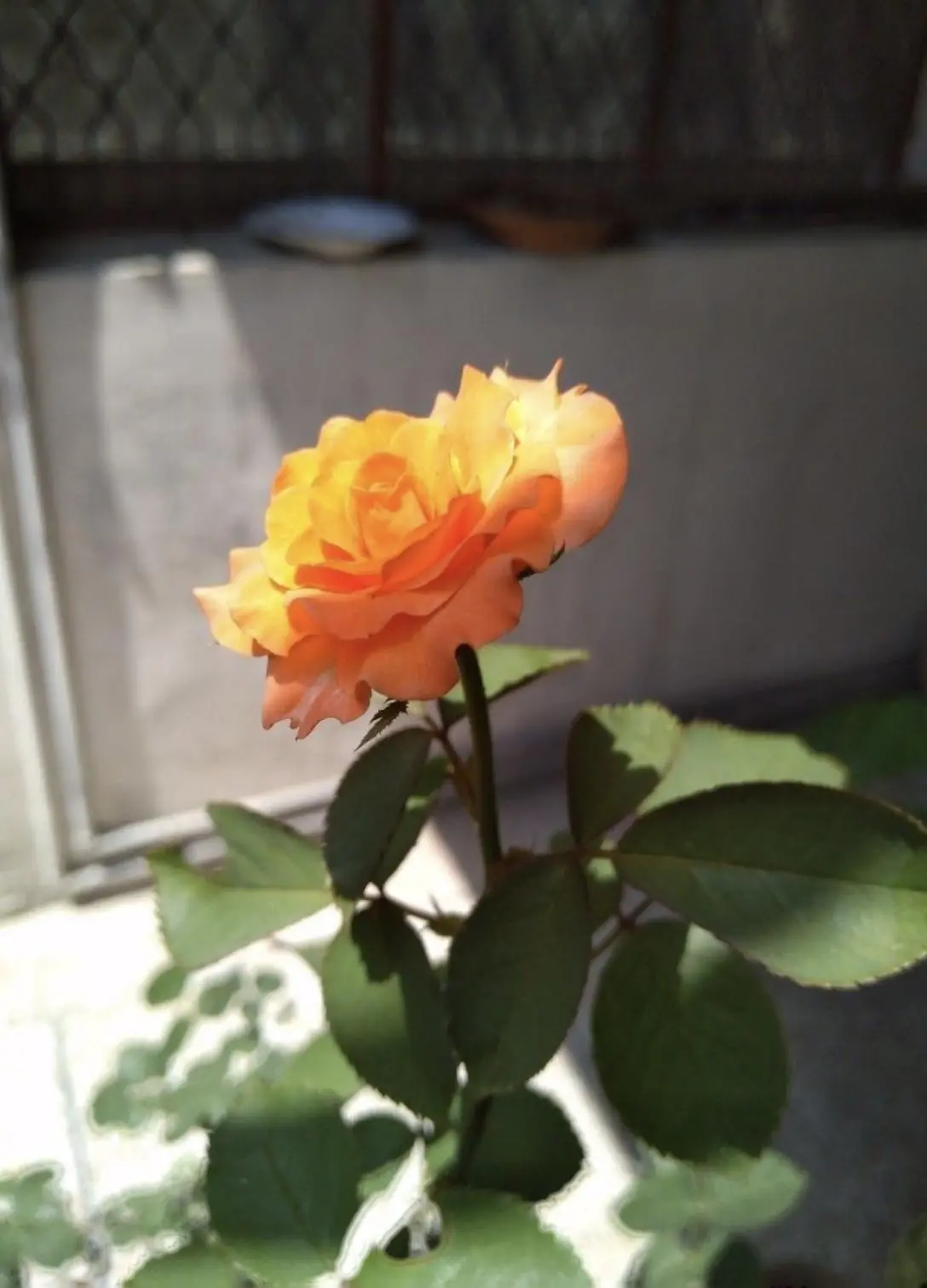Bìa RỜI XA GIANG HẠO